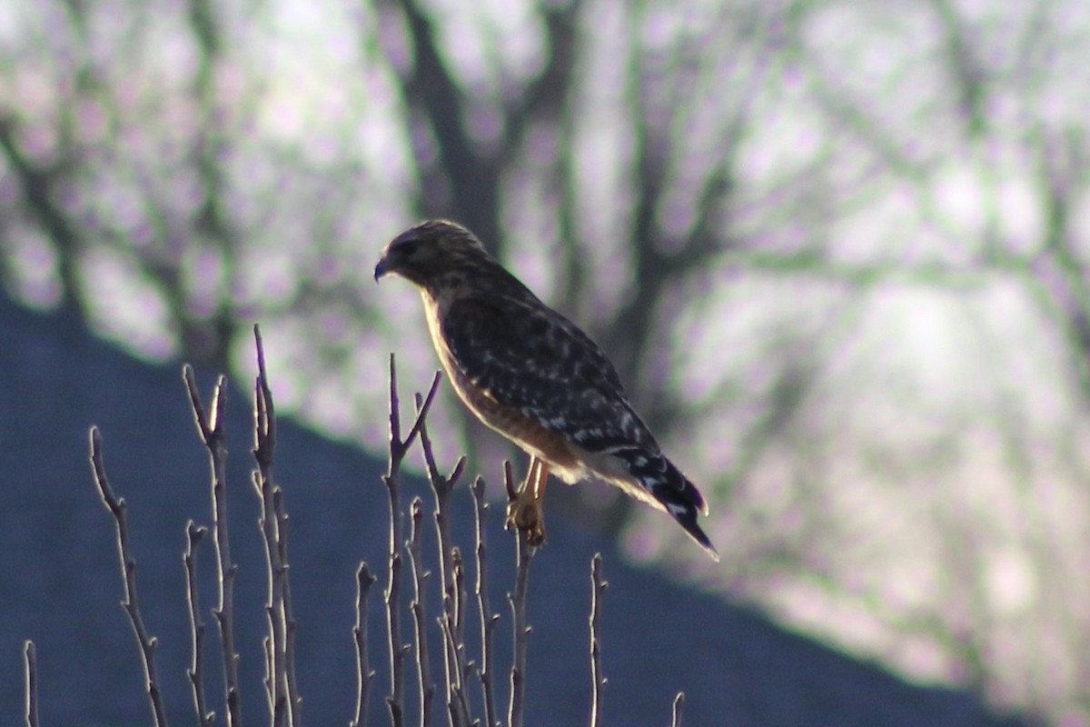 Red-shouldered Hawk - ML425259891