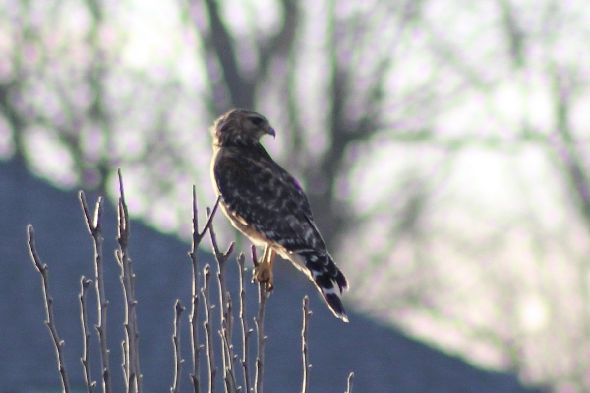 Red-shouldered Hawk - ML425259921