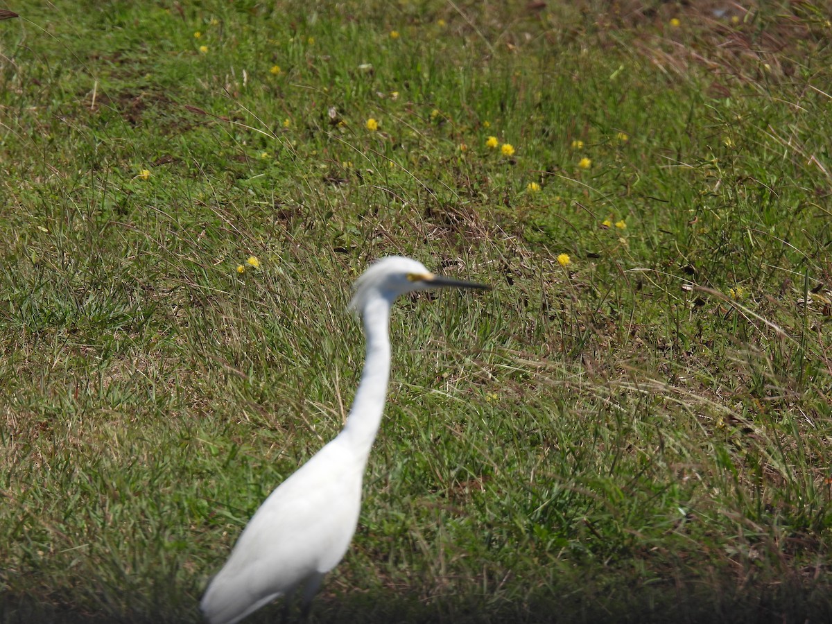 Snowy Egret - ML425260141