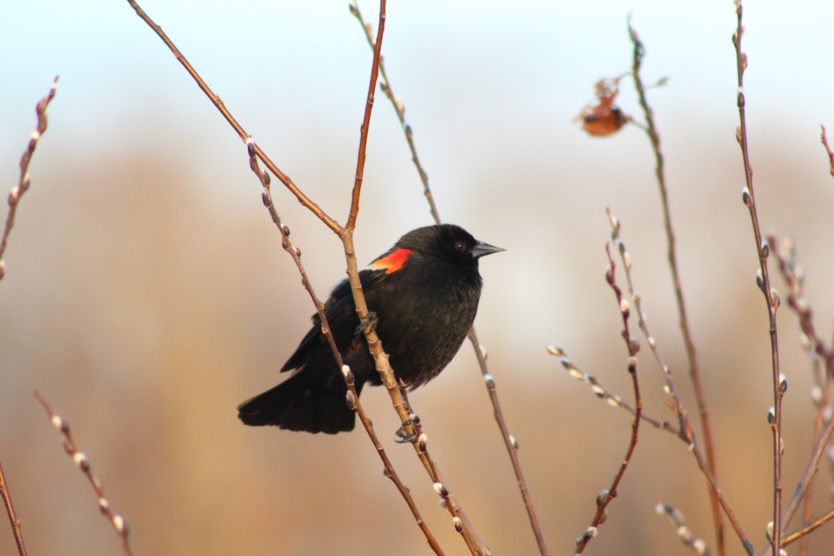 Red-winged Blackbird - ML425260291
