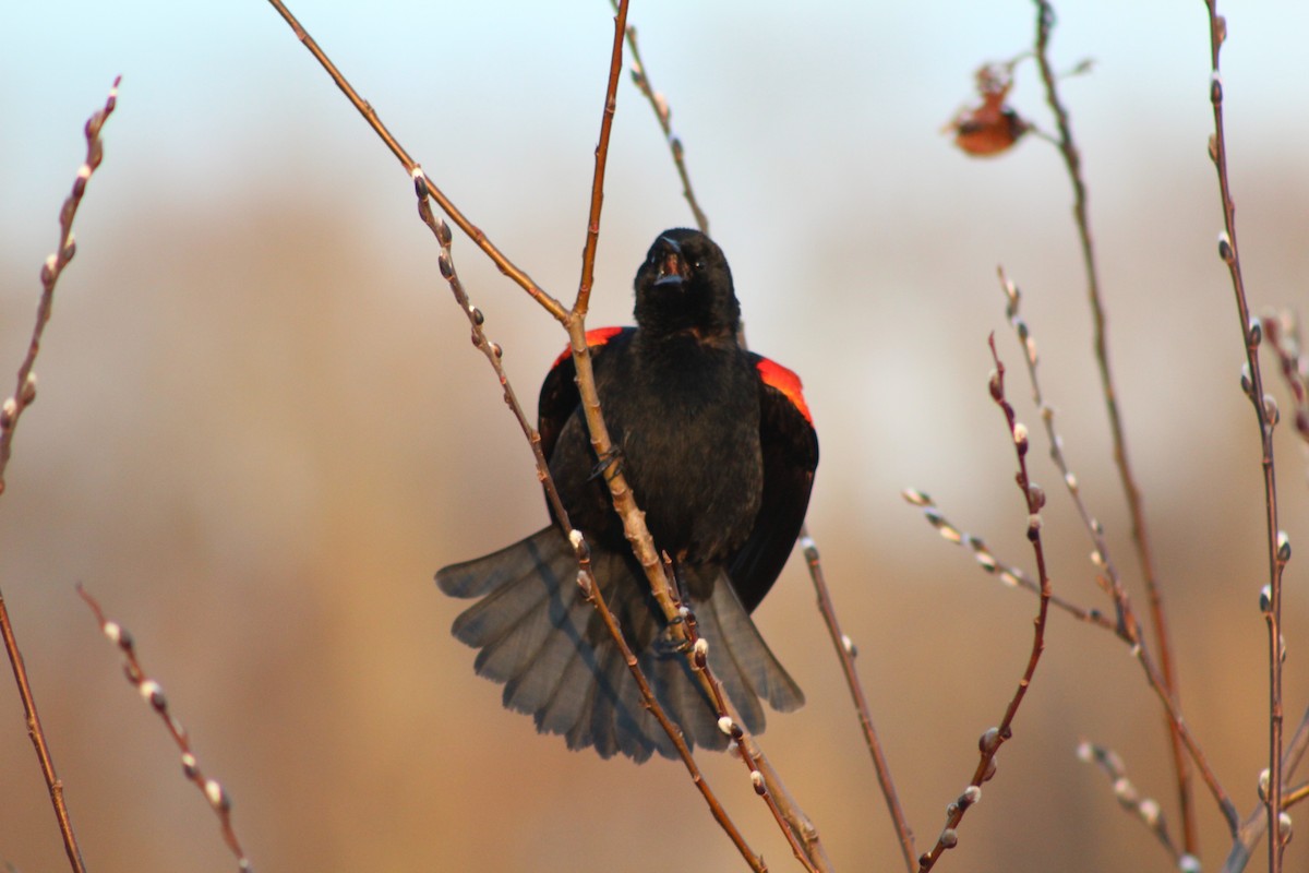 Red-winged Blackbird - ML425260311