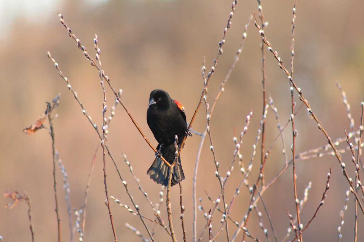 Red-winged Blackbird - ML425260351