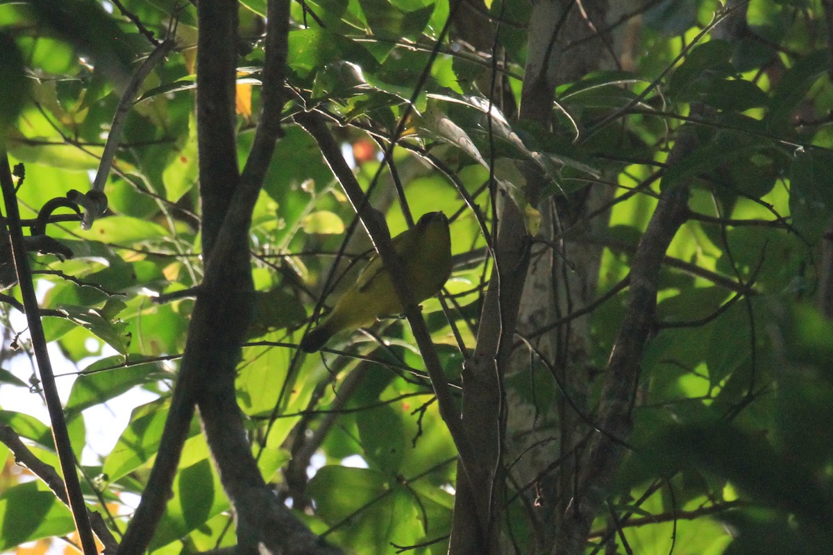 Little Kai White-eye - Charles Davies