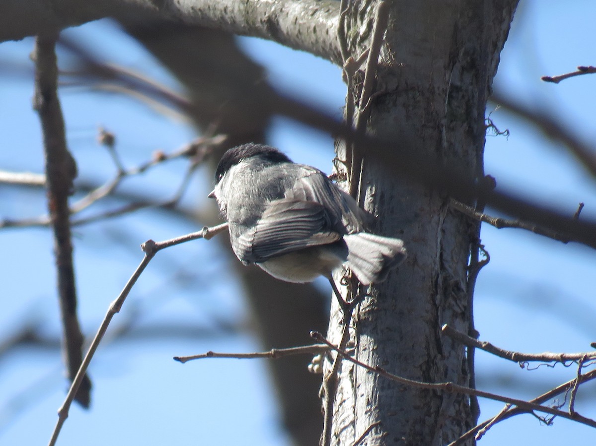 Carolina Chickadee - Bennie Saylor