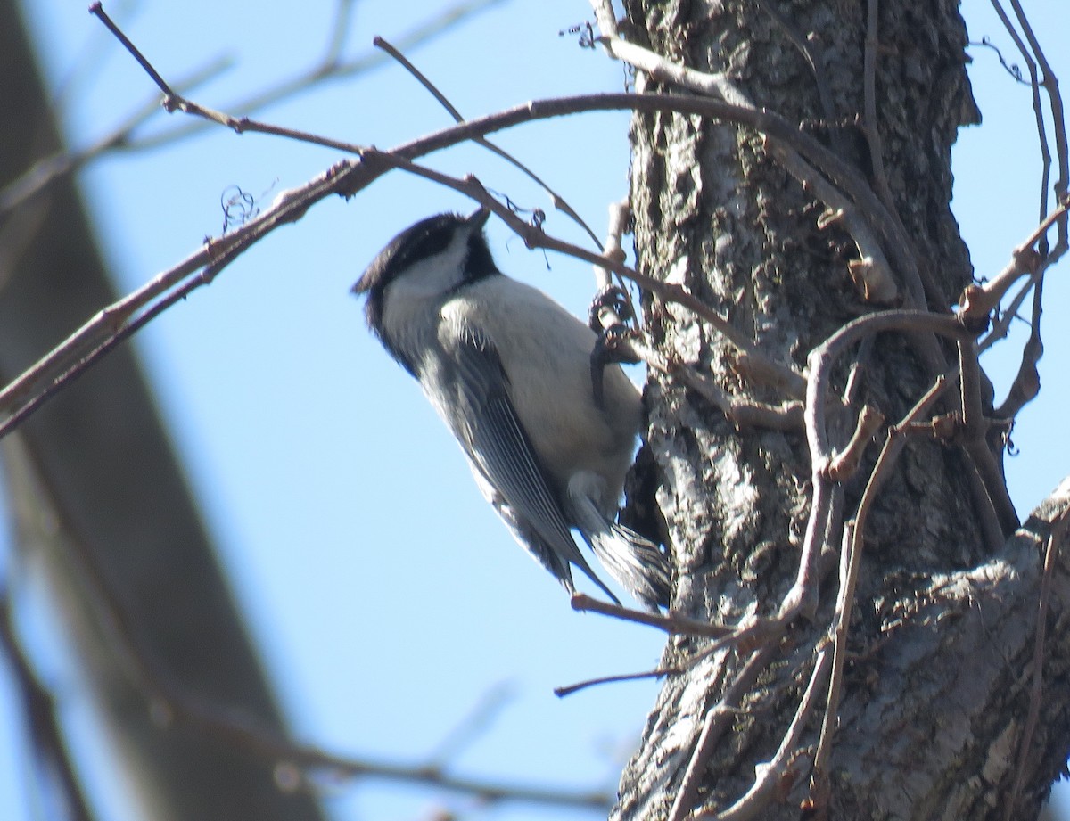 Carolina Chickadee - ML425261911