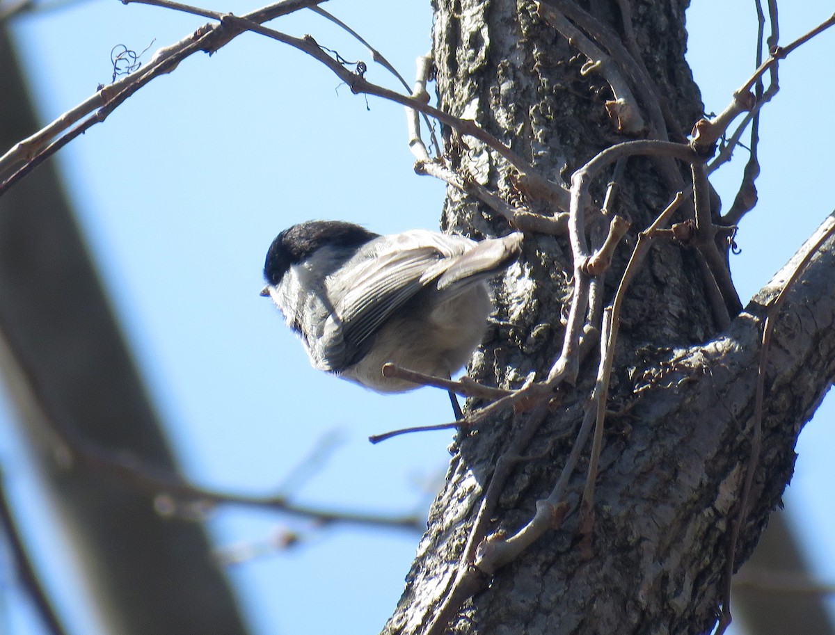 Carolina Chickadee - ML425262141