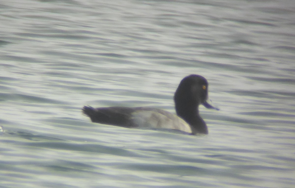 Lesser Scaup - ML42526221