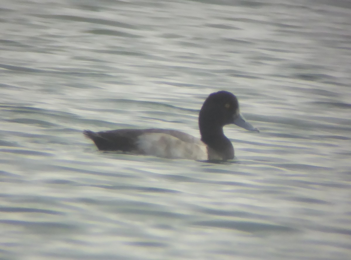 Lesser Scaup - ML42526241