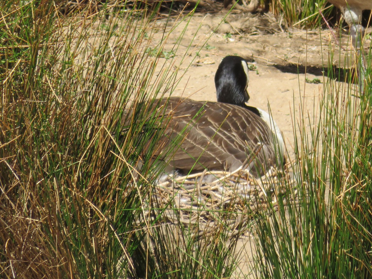 Canada Goose - ML425263281