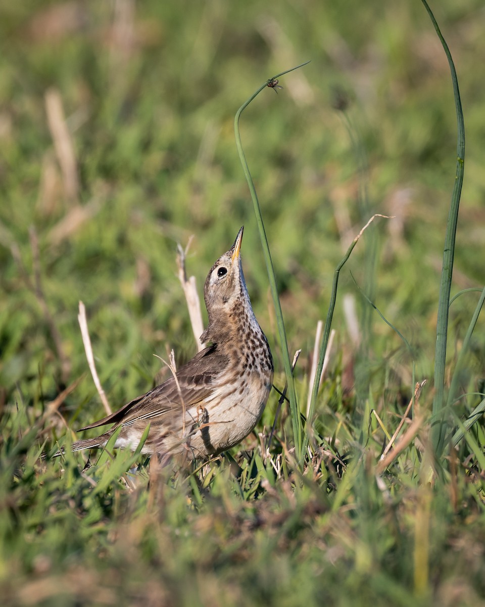 American Pipit - ML425268431