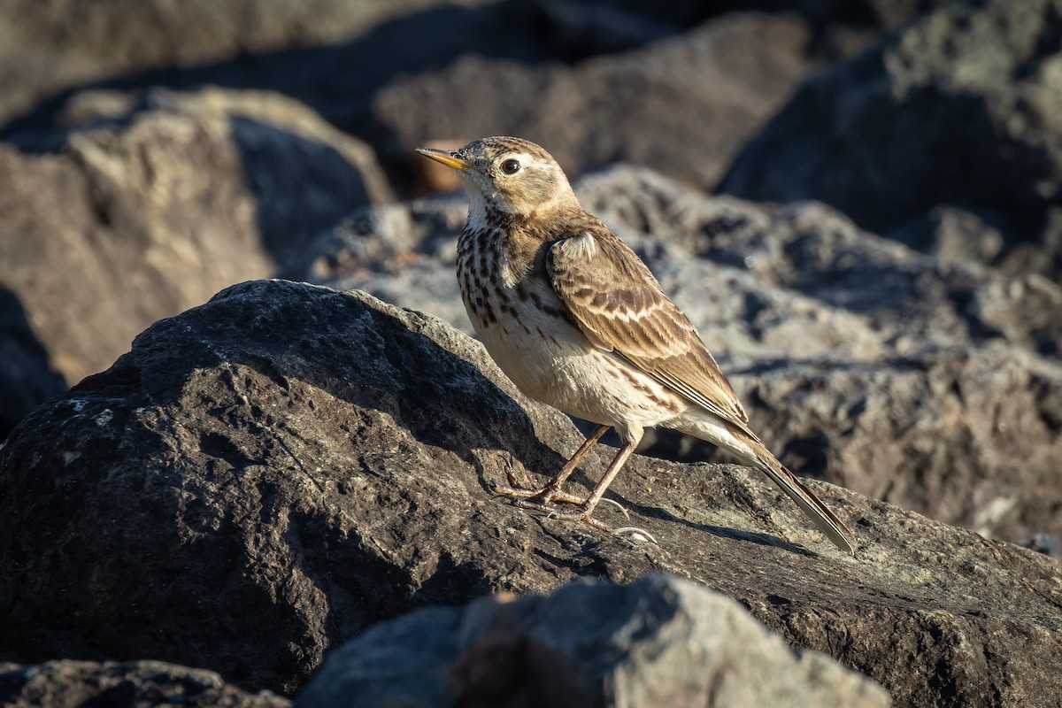 American Pipit - ML425268551