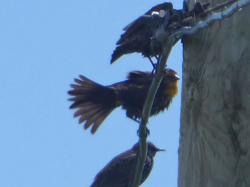 Yellow-headed Blackbird - ML425270801