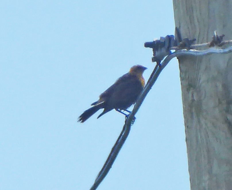 Yellow-headed Blackbird - ML425270811