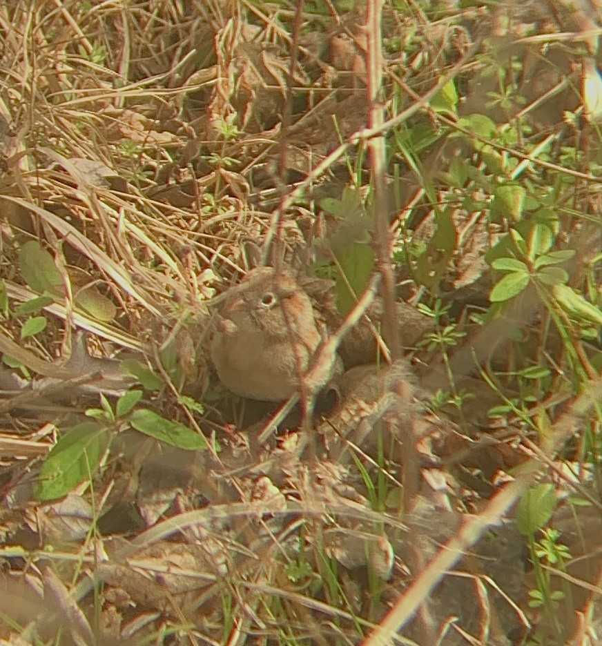 Field Sparrow - ML425272711