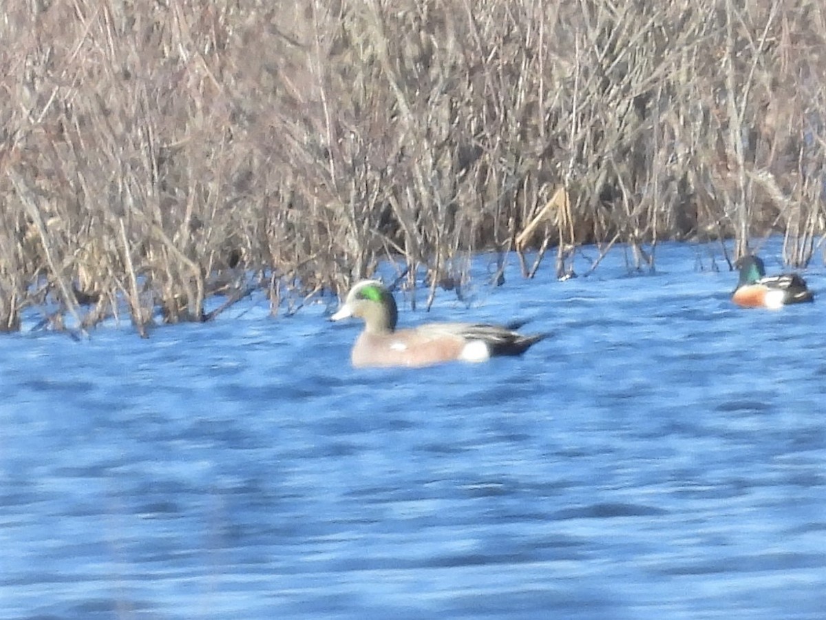 American Wigeon - ML425272741