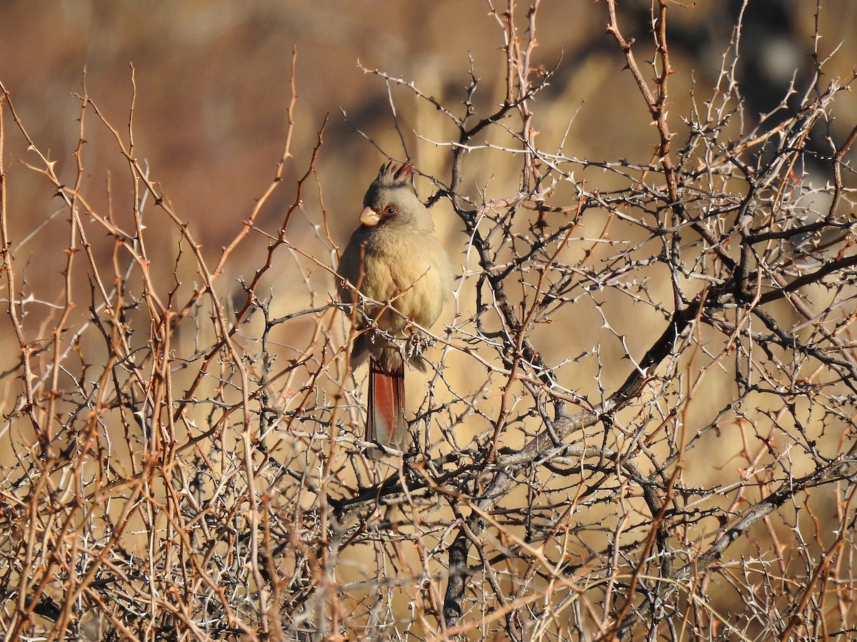 Pyrrhuloxia - Tiffany Towery