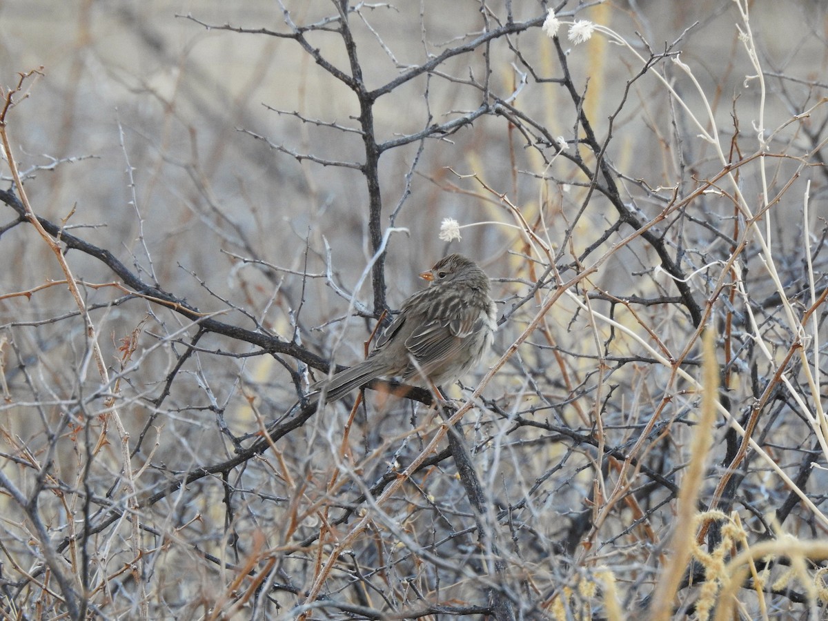 White-crowned Sparrow - ML425274521