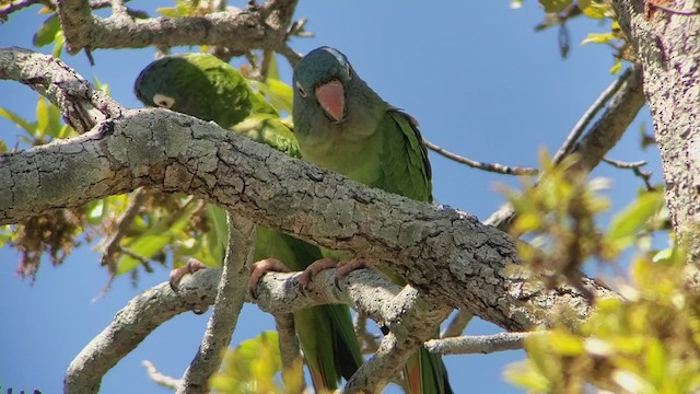 Blue-crowned Parakeet - ML425275561