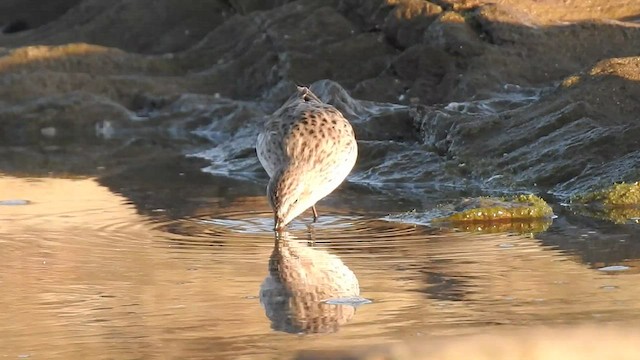 Weißbürzel-Strandläufer - ML425276131