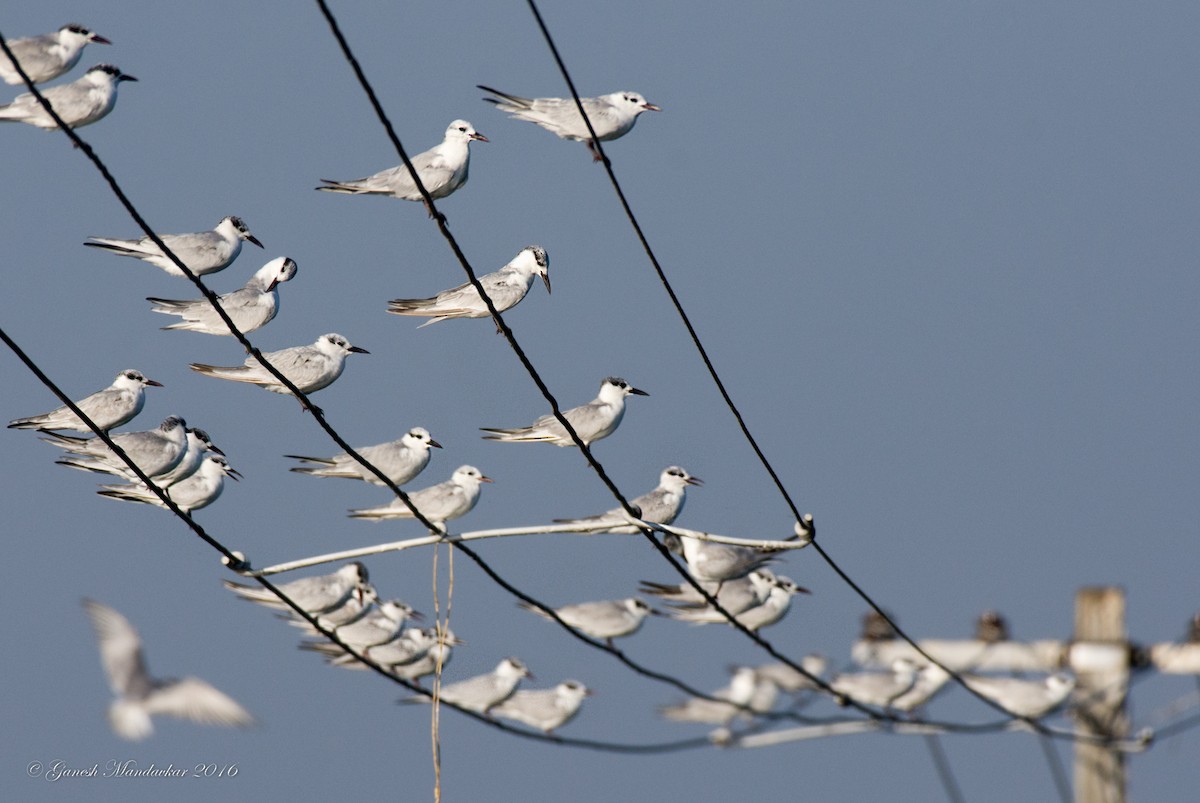 Whiskered Tern - ML42527631