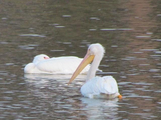 American White Pelican - Carolyn Retey