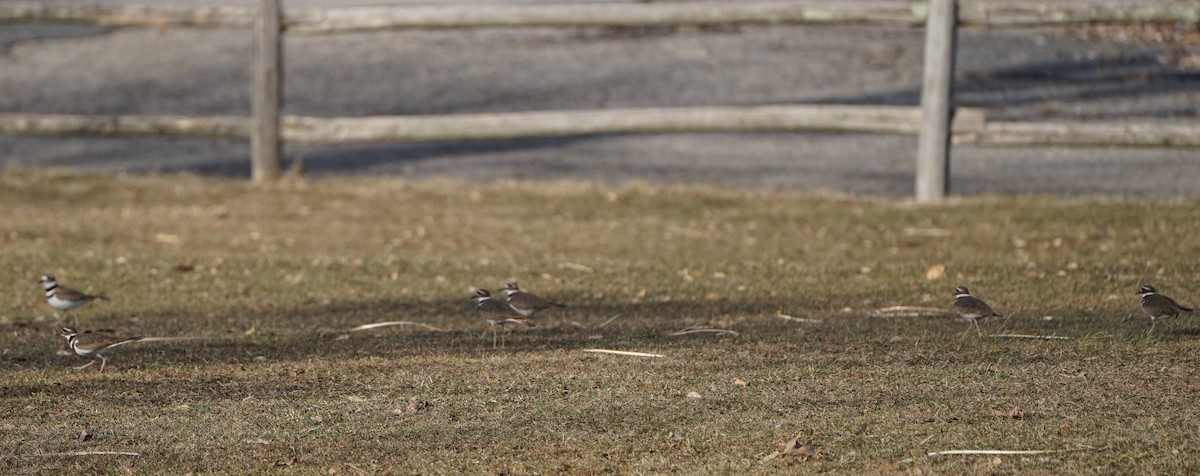 Killdeer - ML425278791