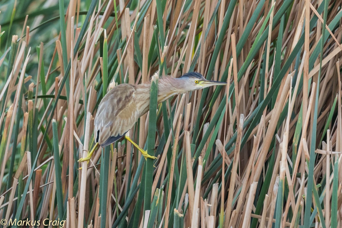 Yellow Bittern - Markus Craig