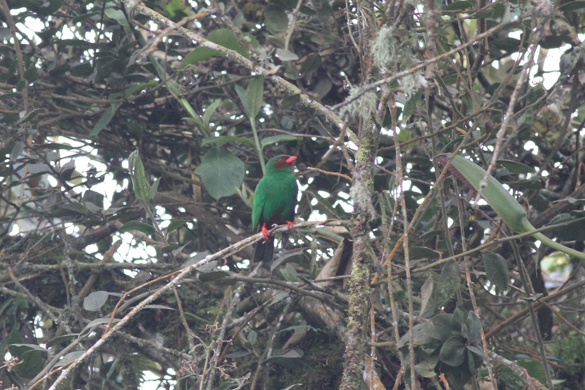 Grass-green Tanager - ML42527981