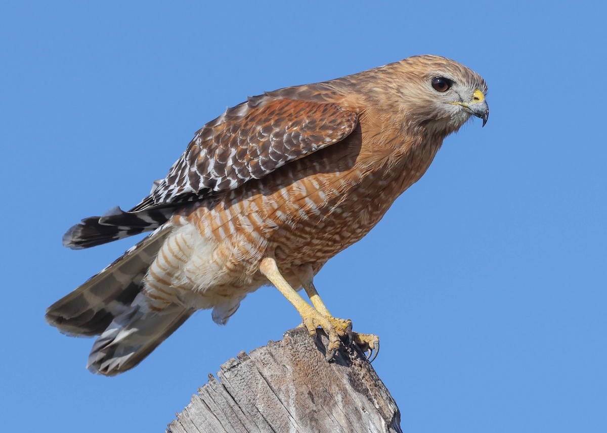 Rotschulterbussard - ML425279831