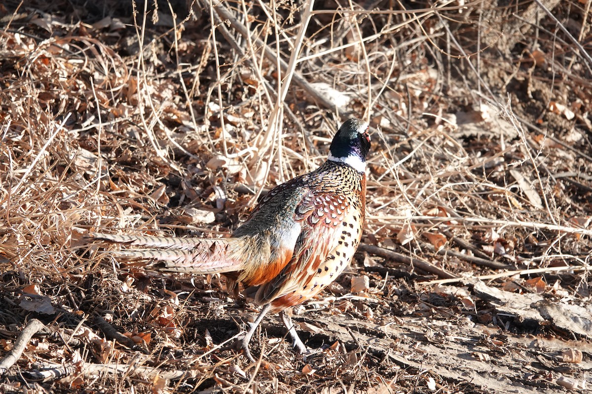 Ring-necked Pheasant - ML425280071