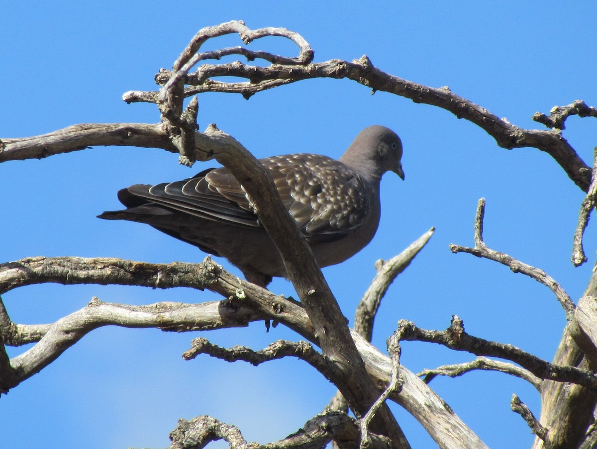 Spot-winged Pigeon - ML425280341