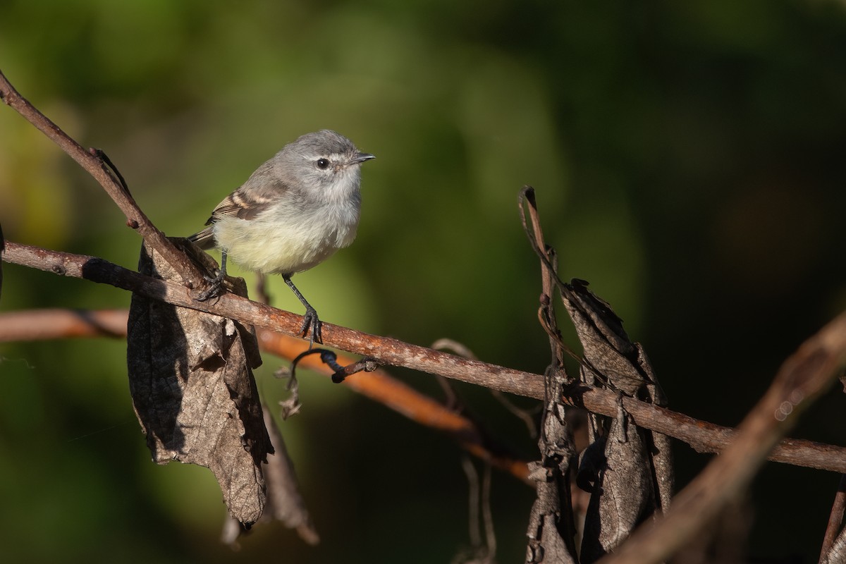 White-crested Tyrannulet (Sulphur-bellied) - ML425280641