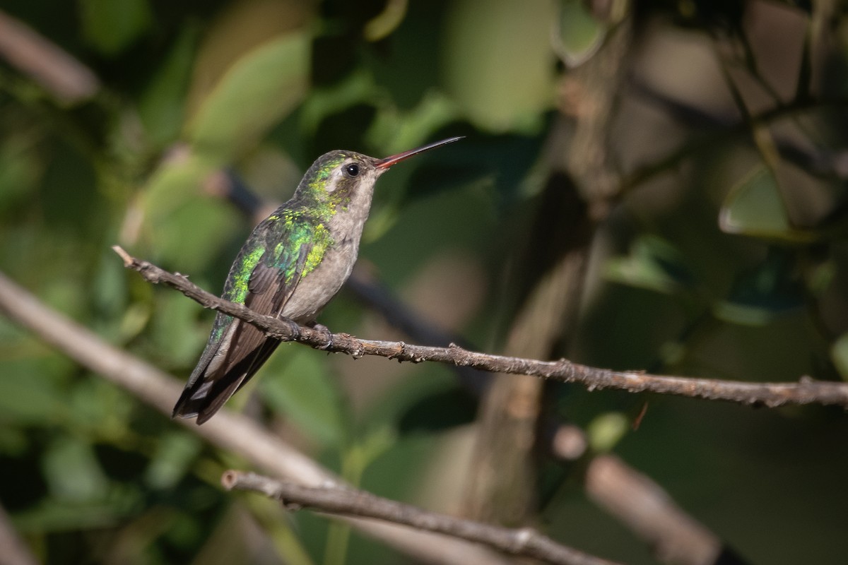 Glittering-bellied Emerald - ML425280671