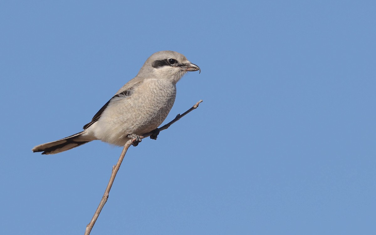 オオモズ - ML425281091