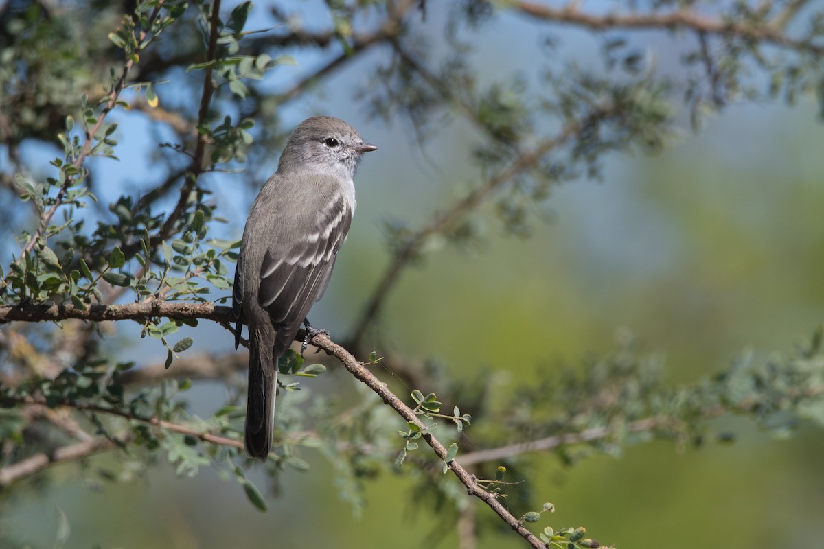 Southern Scrub-Flycatcher - ML425281281