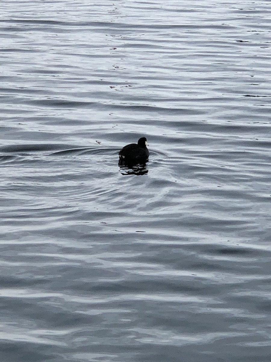 American Coot - Toni DeSanto