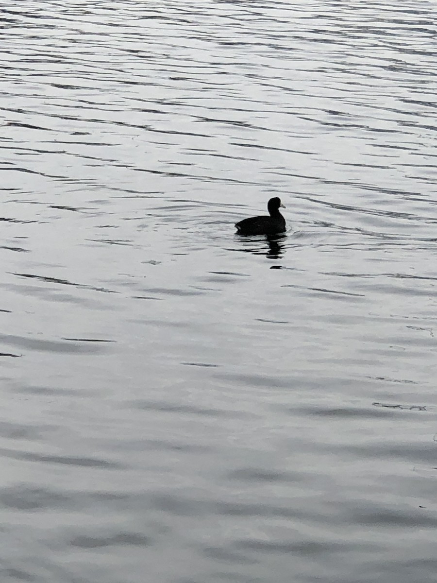 American Coot - Toni DeSanto