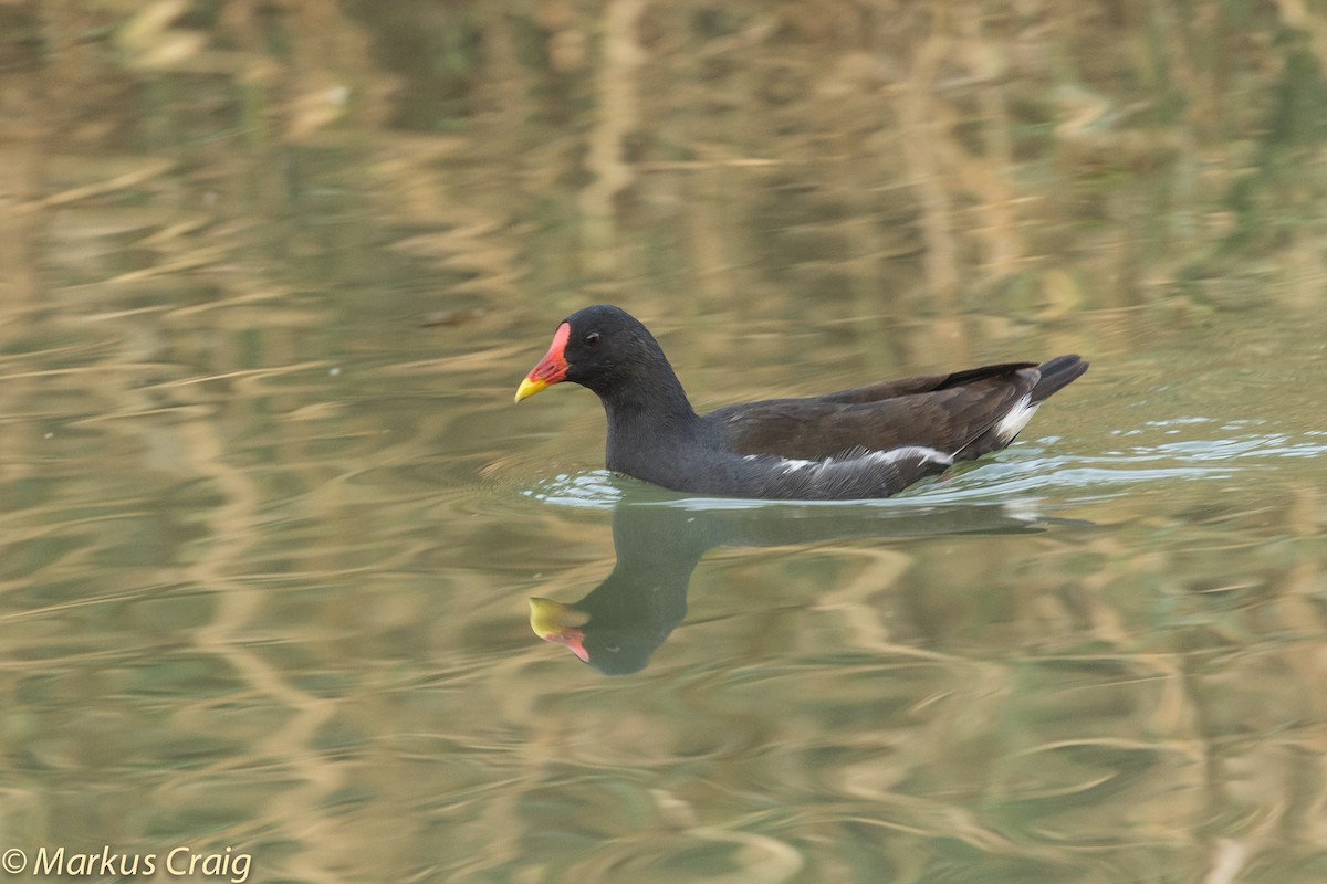 Eurasian Moorhen - Markus Craig