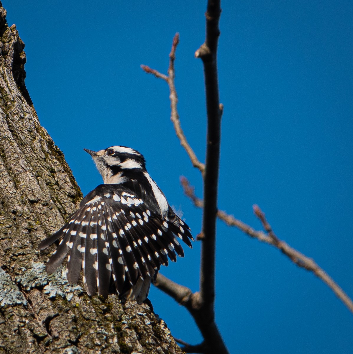 Downy Woodpecker - Jerry Ling