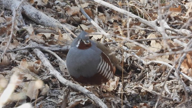 Mountain Quail - ML425285141