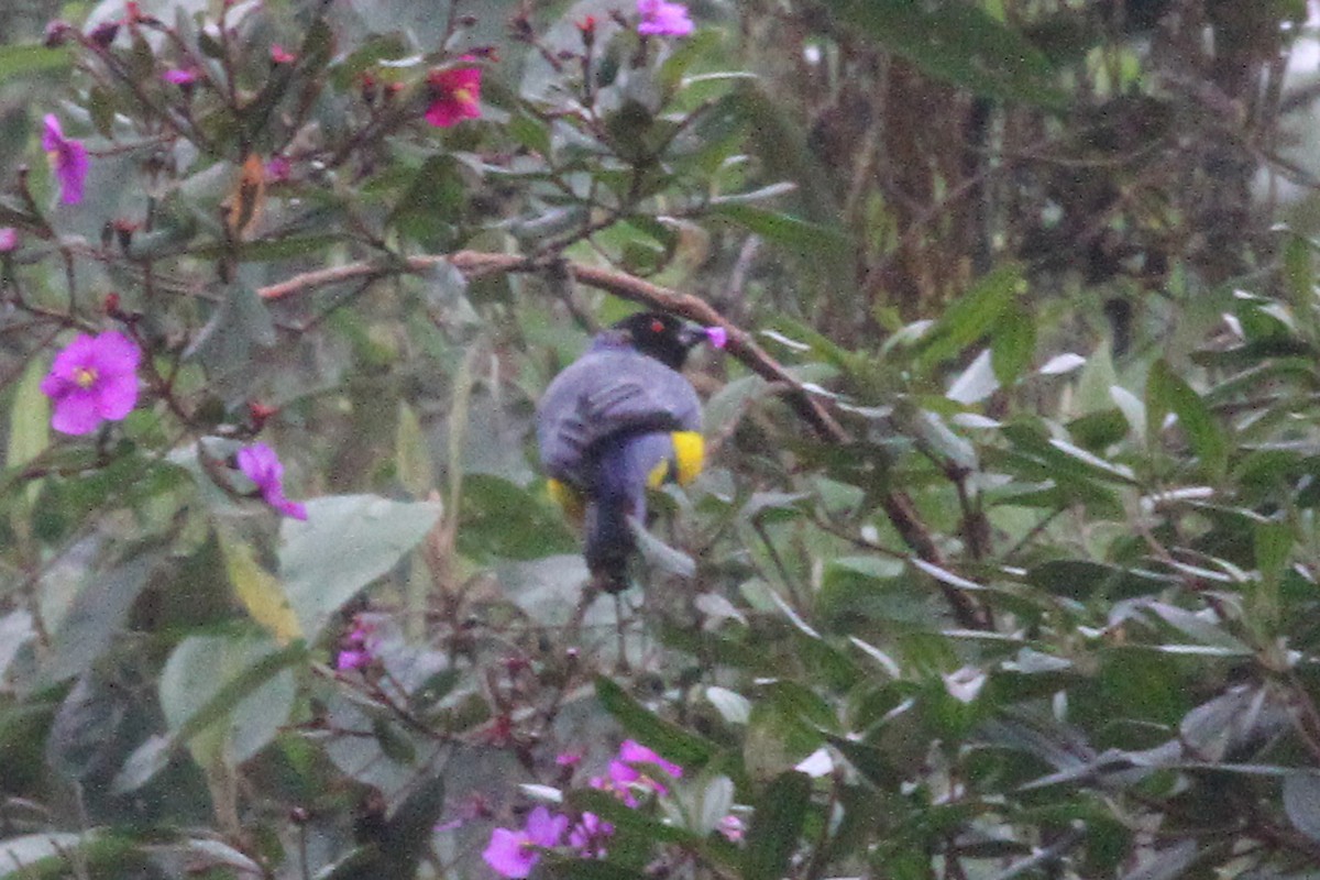 Hooded Mountain Tanager - ML42528551