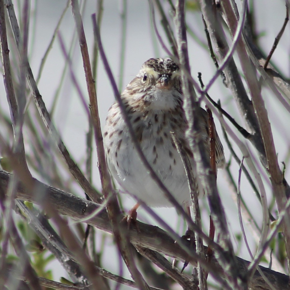Savannah Sparrow - ML425285681