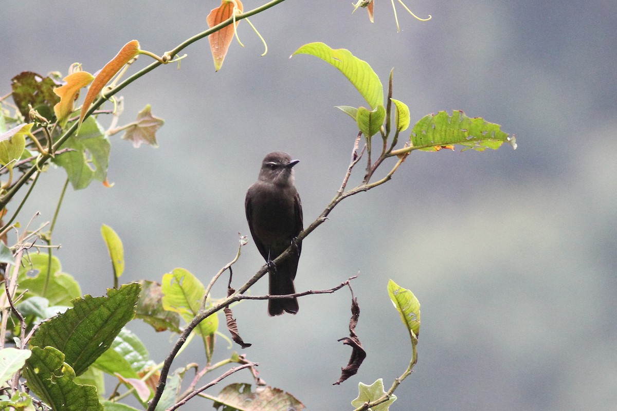 Smoky Bush-Tyrant - ML42528621