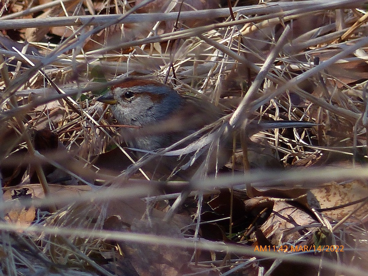 American Tree Sparrow - ML425286621