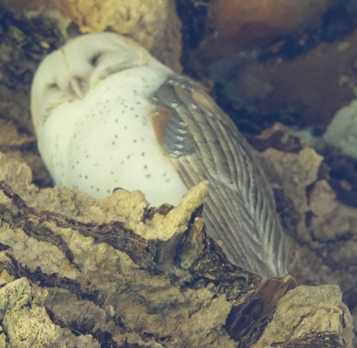 Barn Owl (Eastern) - ML425287271