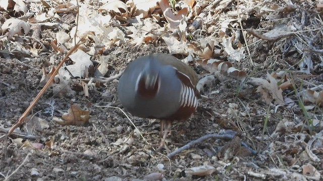Mountain Quail - ML425287841