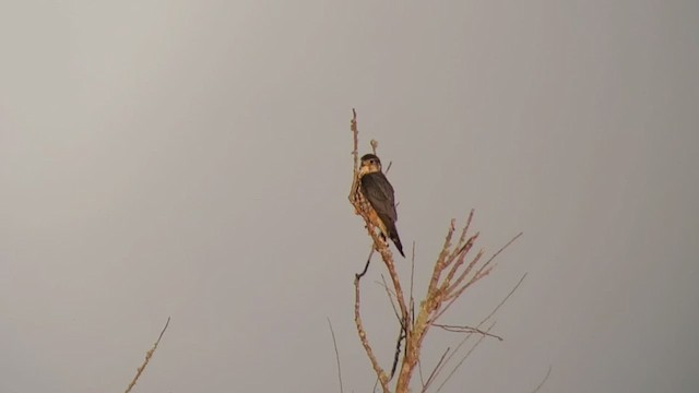 Хайргууна шонхор - ML425288741