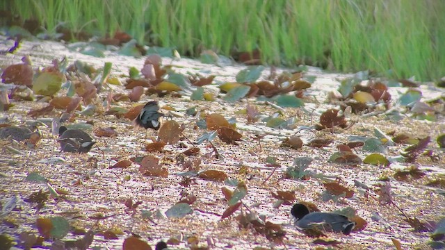 Purple Gallinule - ML425289091
