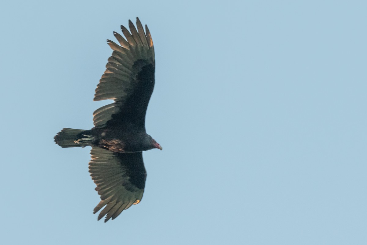 Turkey Vulture - ML425290091