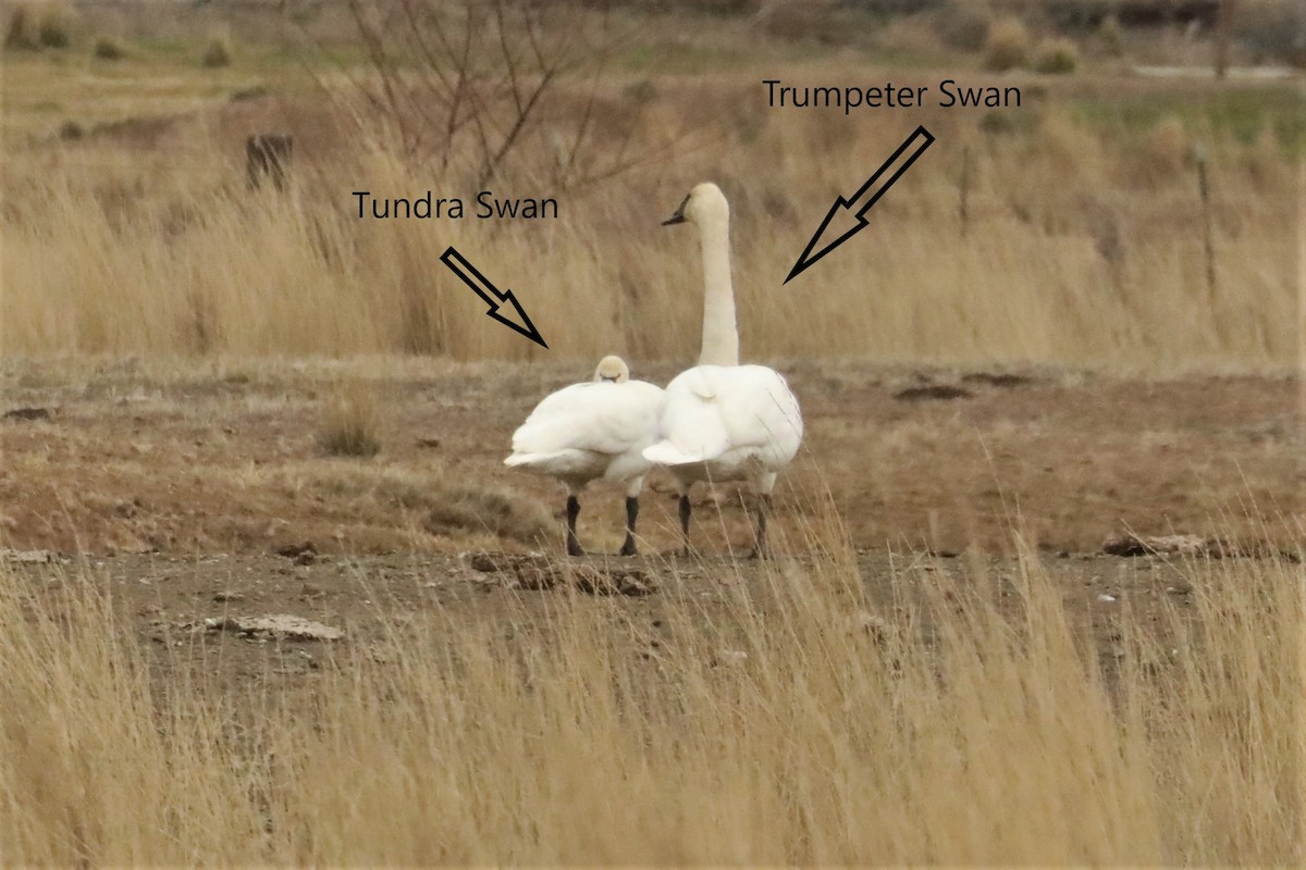 Tundra Swan - ML425290461